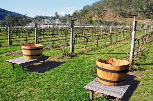 Vineyard in Australia with rows of grape vines with no foliage.