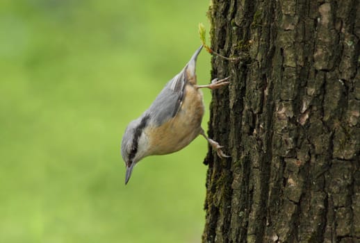 nuthatch sitting on trunk of tree