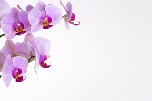 Flowers on a white background. background