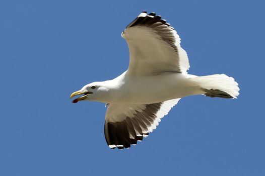 Kelp gull with open beak and flying across bly sky