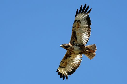 Jackal buzzard bird soaring across the blue sky