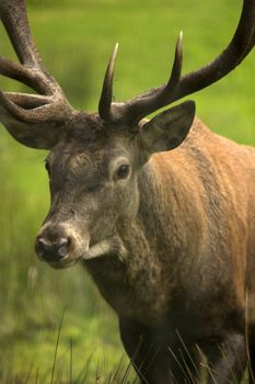 big deer from the near with antler