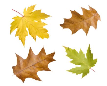four autumn leaves, foliage isolated with white background
