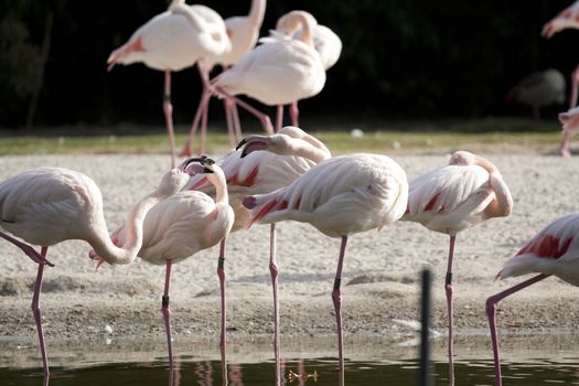 several flamingos standing and sleeping in the pond