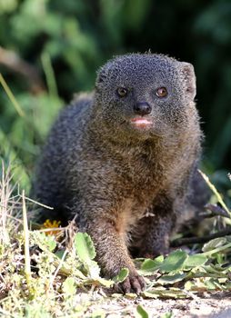 Cute Grey Mongoose hunting in the African undergrowth
