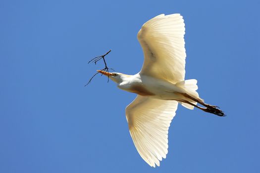 White cattle egret bird flying with nesting material in it's beak