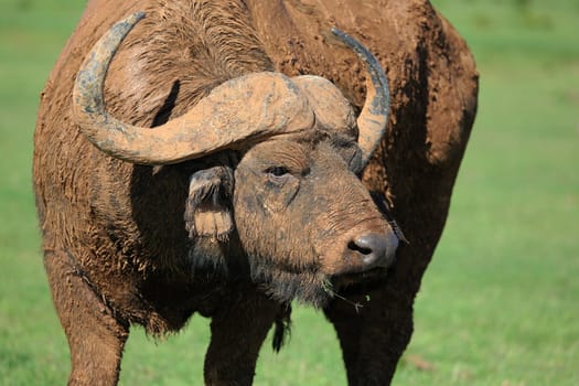 Cape buffalo bull caked in mud for protection and cooling