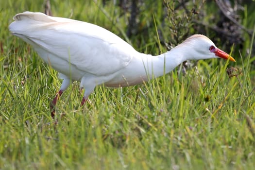 Cattle egret bird hunting for food in the long grass