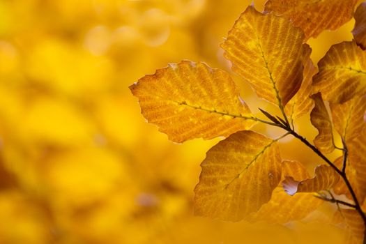 Autumn leaves with colorful background, orange, green, yellow, red