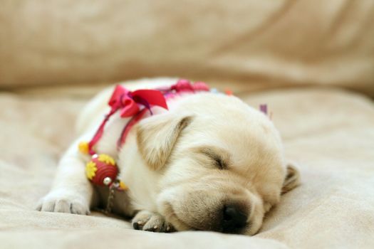 sweet yellow labrador puppy on the pale background sleeping