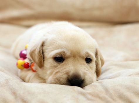 sweet yellow labrador puppy on the pale background in colour beads
