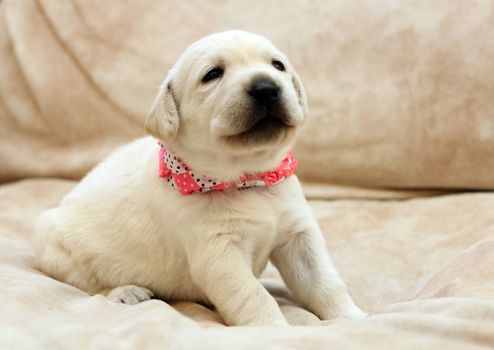 happy yellow labrador puppy playing on the sofa