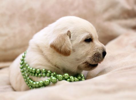 sweet yellow labrador puppy on the pale background in green beads