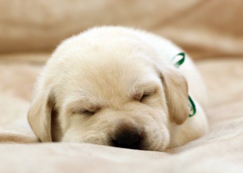 sweet yellow labrador puppy sleeping on the pale background
