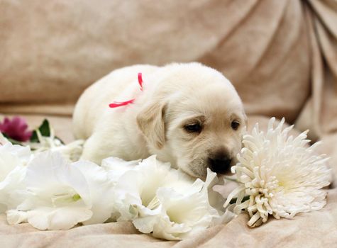 sweet yellow labrador puppy on the pale background with flowers
