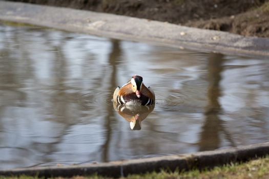 one colorful duck swimming in a pond