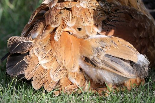 Baby chicken hiding in the mother hen's feathers