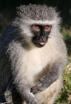 Humorous Vervet monkey with squint eye expression