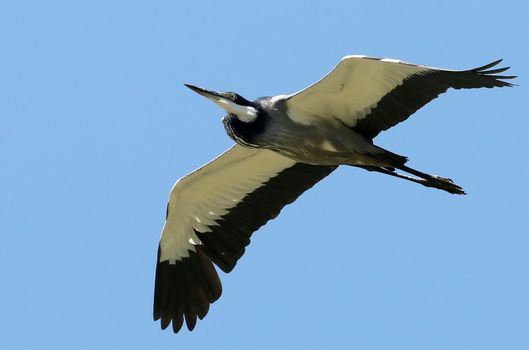 Black heron bird with big wings and long legs