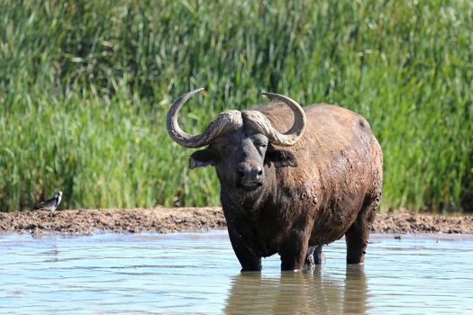 Cape buffalo bull cooling off in a water hole in Africa