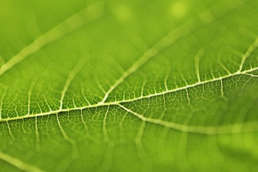 Fresh dreen leaf texture macro close-up