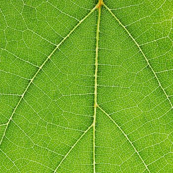 Fresh dreen leaf texture macro close-up