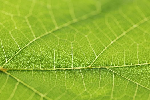 Fresh dreen leaf texture macro close-up