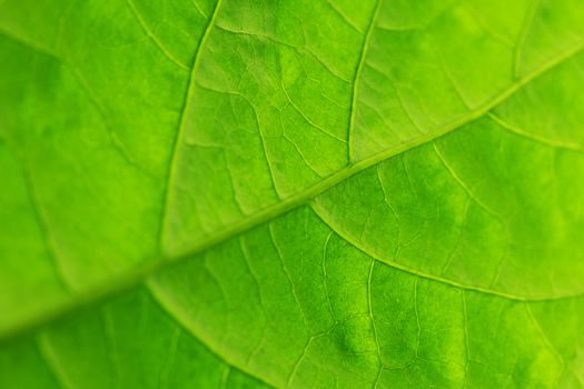 Fresh dreen leaf texture macro close-up