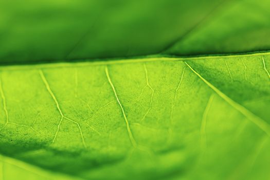 Fresh dreen leaf texture macro close-up