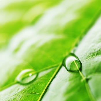 Water drop on green leaf macro