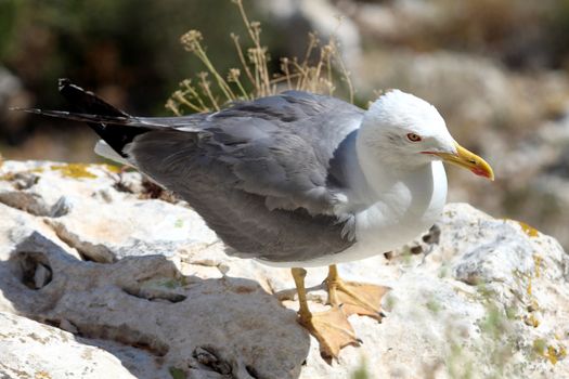 The Yellow-legged Gull (Larus michahellis), in Natural Park of Penon de Ifach situated in Calp, Spain.