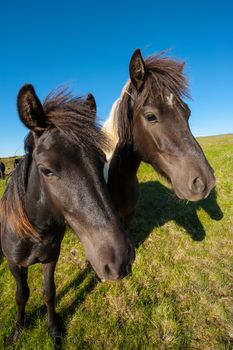 Icelandic horses are rather small and very beautiful. The breed was developed in Iceland and once exported outside the country animals cannot return 