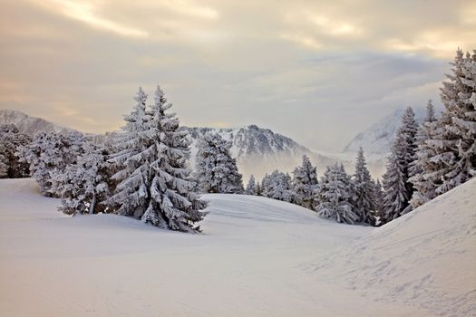 Forest in winter covered by snow