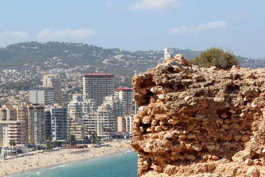 The Yellow-legged Gull (Larus michahellis), in Natural Park of Penon de Ifach situated in Calp, Spain. 