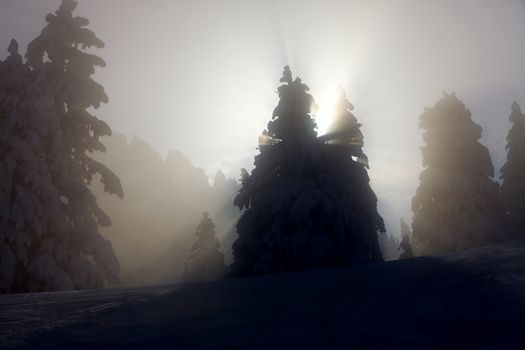 Snowy trees with sunlight filtering through the fog