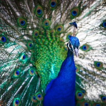 Splendid peacock with feathers out (Pavo cristatus) (shallow DOF; color toned image)