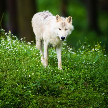 Arctic Wolf (Canis lupus arctos) aka Polar Wolf or White Wolf - Close-up portrait of this beautiful predator against lovely green grass