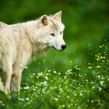 Arctic Wolf (Canis lupus arctos) aka Polar Wolf or White Wolf - Close-up portrait of this beautiful predator against lovely green grass