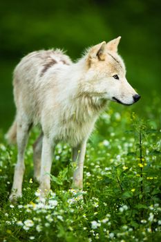 Arctic Wolf (Canis lupus arctos) aka Polar Wolf or White Wolf - Close-up portrait of this beautiful predator against lovely green grass