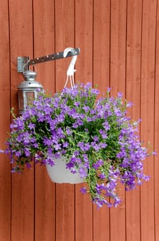 pot of flowers on a background of a wooden wall