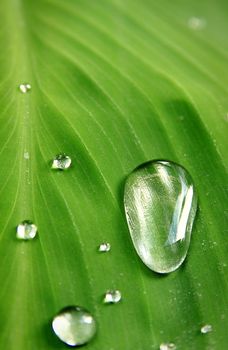 drop of water on a green leaf