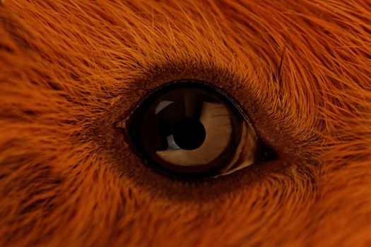 guinea pig eye close-up (macro)