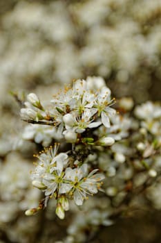 white blossom of the tree