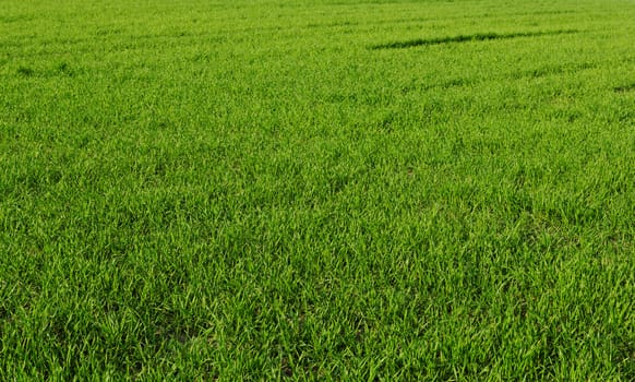 green wheat field 