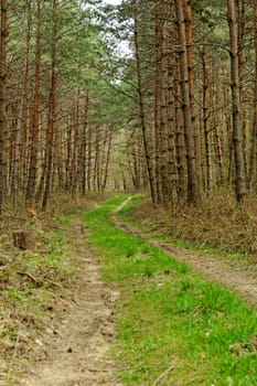 dirt road in the forest