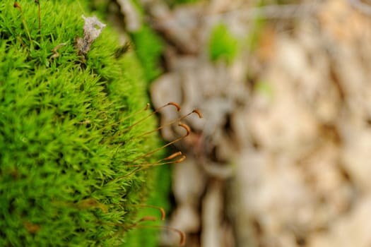 close-up picture about the green moss (macro)