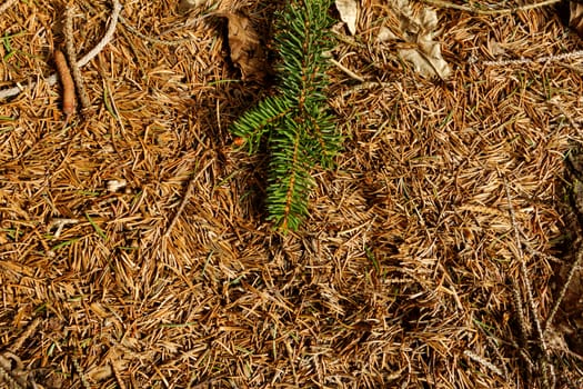 brown dry pine needles background with small brenches