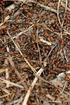 ants and ant hill