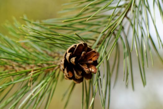 pine cone, on pine branch