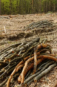 industrial deforestation and logging